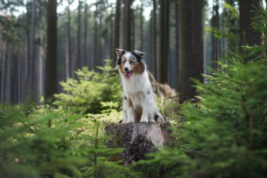 Ormanda Avustralya çoban köpeği. bir yürüyüş için evcil hayvan