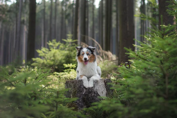 Australian Shepherd dog in the forest. pet for a walk — Stock Photo, Image