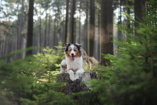 Cão pastor australiano na floresta. animal de estimação para uma caminhada — Fotografia de Stock