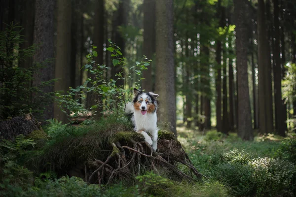 Perro pastor australiano en el bosque. mascota para un paseo —  Fotos de Stock