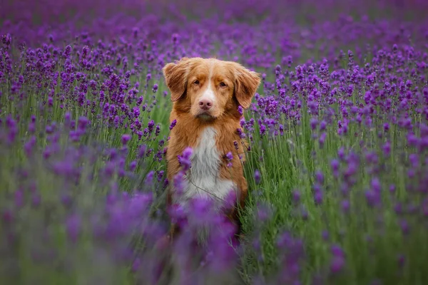 Hond Nova Scotia duck tolling Retriever in lavendel. In de zomer op de natuur in kleuren van het huisdier — Stockfoto