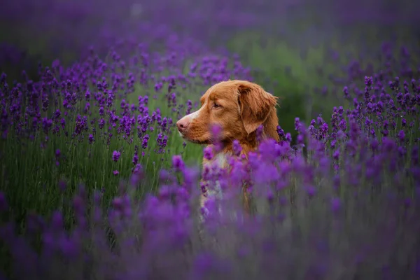 Hond Nova Scotia duck tolling Retriever in lavendel. In de zomer op de natuur in kleuren van het huisdier — Stockfoto