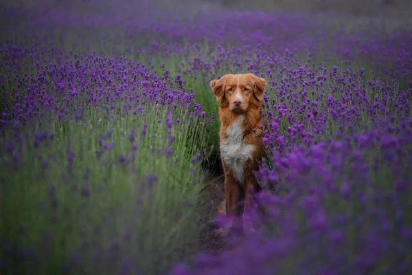 Hund Nova Scotia duck tolling Retriever i lavendel. PET i sommaren på naturen i färger — Stockfoto