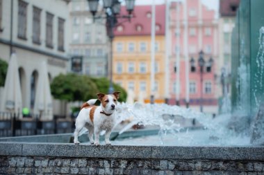 Küçük Jack Russell Terrier şehirde. Şehirde yürüyüş emki. Köpek Yolculuğu.