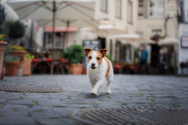 Küçük Jack Russell Terrier şehirde. Şehirde yürüyüş emki. Köpek Yolculuğu.