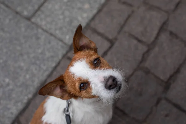 Le petit Jack Russell Terrier en ville. Pet pour une promenade dans la ville. Voyage pour chien . — Photo