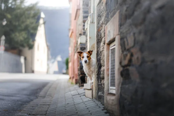 El pequeño Jack Russell Terrier en la ciudad. Mascotas para dar un paseo por la ciudad. Viaje de perro . — Foto de Stock
