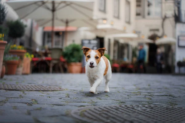 Little Jack Russell Terrier in the city. Pet for a walk in the city. Dog Journey. — Stock Photo, Image