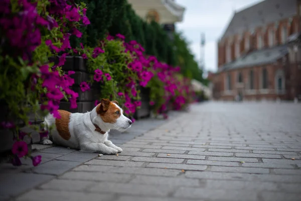 El pequeño Jack Russell Terrier en la ciudad. Mascotas para dar un paseo por la ciudad. Viaje de perro . — Foto de Stock