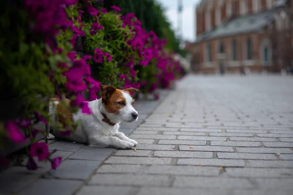 El pequeño Jack Russell Terrier en la ciudad. Mascotas para dar un paseo por la ciudad. Viaje de perro . — Foto de Stock