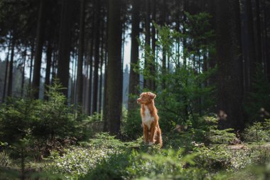 Nova Scotia Duck Tolling Retriever ormanda. Bir köpekle yürüyüş