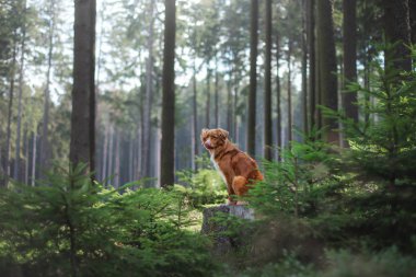 Nova Scotia Duck Tolling Retriever ormanda. Bir köpekle yürüyüş