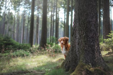 Nova Scotia Duck Tolling Retriever ormanda. Bir köpekle yürüyüş
