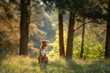 Nova Scotia Duck Tolling Retriever ormanda. Bir köpekle yürüyüş