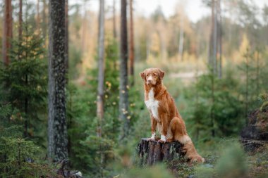 Nova Scotia Duck Tolling Retriever ormanda. Bir köpekle yürüyüş
