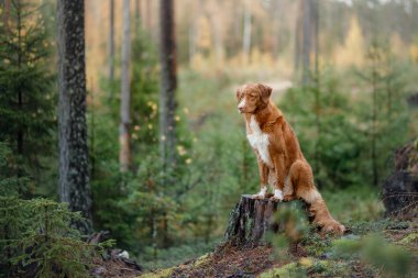 Nova Scotia Duck Tolling Retriever ormanda. Bir köpekle yürüyüş