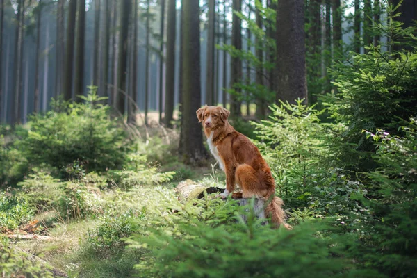 Нова Скотия Дак Толлинг ретривер в лесу. Прогулка с собакой — стоковое фото