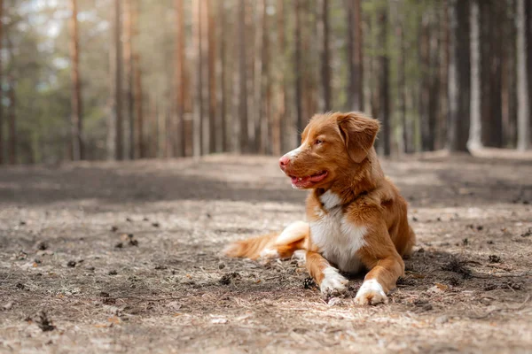 新斯科舍省鸭子收费猎犬在森林。与狗徒步旅行 — 图库照片