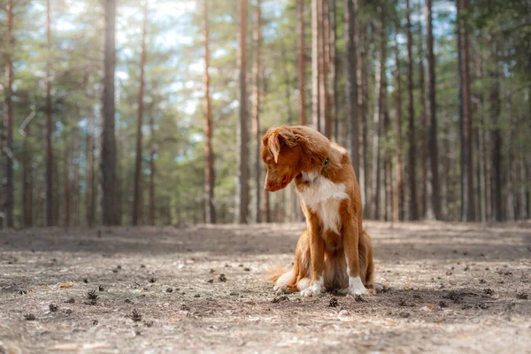 森の中のノバスコシアダックトリングレトリバー。犬とハイキング — ストック写真
