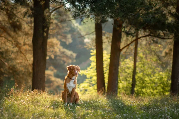 Nova Escócia Duck Tolling Retriever na floresta. Caminhada com um cão — Fotografia de Stock