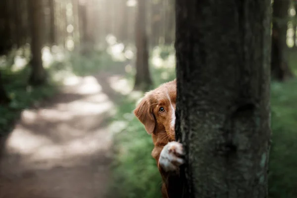 Nova Scotia Duck Tolling Retriever ormanda. Bir köpekle yürüyüş — Stok fotoğraf