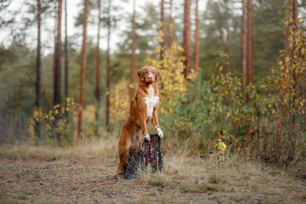 Nova Scotia Duck Retriever Autópályadtozás az erdőben. Kirándulás kutyával — Stock Fotó