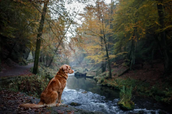 Nova Escócia Duck Tolling Retriever na floresta. Caminhada com um cão — Fotografia de Stock