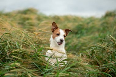 Buğday eğlenceli Jack Russell Terrier. Evcil hayvanla seyahat edin. doğada köpek
