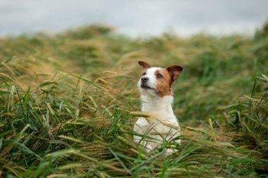 Buğday eğlenceli Jack Russell Terrier. Evcil hayvanla seyahat edin. doğada köpek