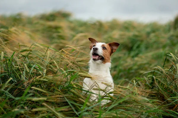 Jack Russell Terrier amusant dans le blé. Voyagez avec un animal de compagnie. chien dans la nature — Photo