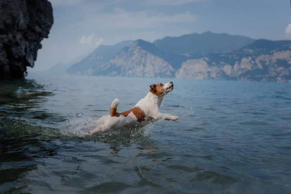 Jack Russell Terrier suda oynuyor. Evcil hayvan gölde yüzüyor. Bir köpekle seyahat etmek — Stok fotoğraf