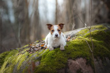 Jack Russell Terrier ormanda yürüyor. doğada tatlı küçük köpek