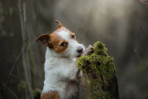 Jack Russell Terrier spaziert durch den Wald. süßer kleiner Hund in der Natur — Stockfoto
