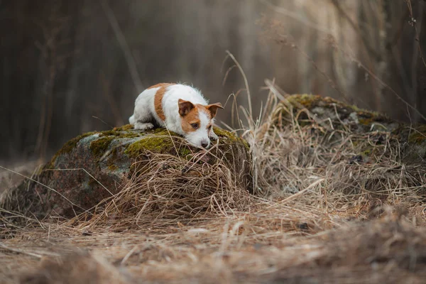 Jack Russell Terrier ormanda yürüyor. doğada tatlı küçük köpek — Stok fotoğraf