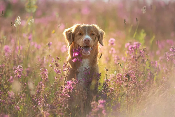 Σκυλάδα της Νέας Σκωτίας πάπια στο χωράφι με τα λουλούδια. Ευτυχισμένο κατοικίδιο στον ήλιο, PO — Φωτογραφία Αρχείου