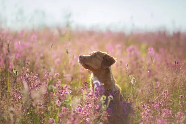 Pato de Nueva Escocia Tolling Retriever Perro en un campo de flores. Feliz mascota en el sol, po —  Fotos de Stock