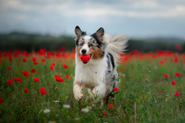 Australischer Schäfer in einem Mohnfeld. Hund spielt auf der Blumenwiese. — Stockfoto