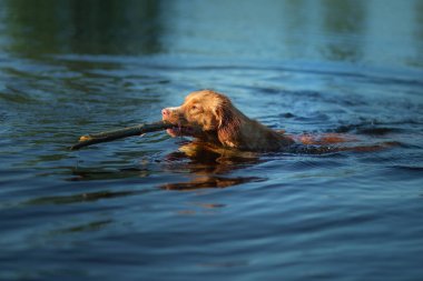 Nova Scotia Duck Tolling Retriever Köpek suda oynar. Gölde evcil hayvan. Doğada hayvan