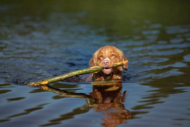Nova Scotia Duck Tolling Retriever Köpek suda oynar. Gölde evcil hayvan. Doğada hayvan