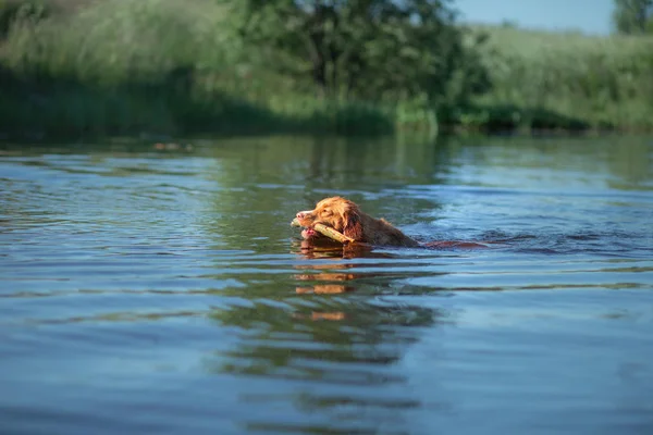 Nova Scotia kacsa Autópályadezés Retriever Dog játszik a vízben. PET a tavon. Állat a természetben — Stock Fotó