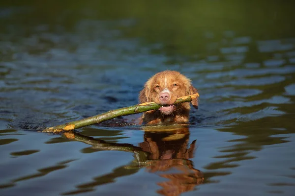 Nova Scotia kacsa Autópályadezés Retriever Dog játszik a vízben. PET a tavon. Állat a természetben — Stock Fotó