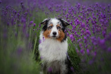lavanta köpek avustralya çoban. Renklerde doğada yaz aylarında Pet