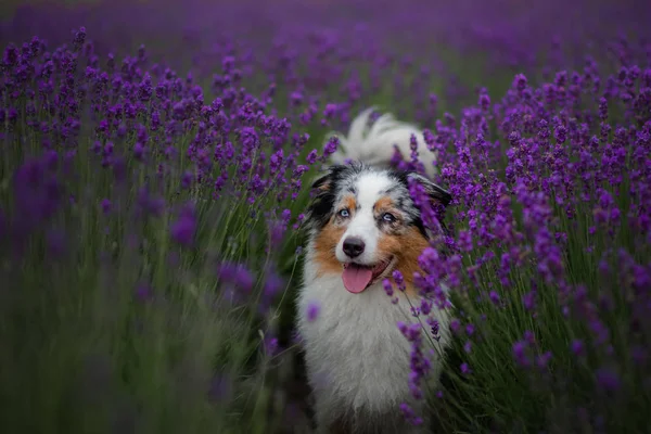 Hund australischer Schäfer in Lavendel. Haustier im Sommer in der Natur in Farben — Stockfoto