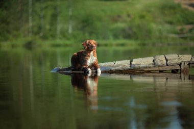 gölüzerinde ahşap bir köprü üzerinde köpek. Doğada Nova Scotia Duck Tolling Retriever