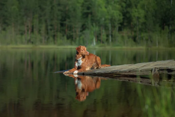 Cão em uma ponte de madeira no lago. Nova Scotia Duck Tolling Retriever na natureza — Fotografia de Stock