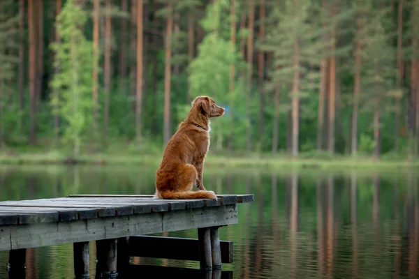 Chien sur un pont en bois sur le lac. Nouvelle-Écosse Duck Tolling Retriever dans la nature — Photo