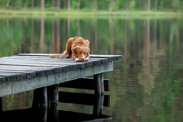 Pies na drewnianym moście nad jeziorem. Nowa Szkocja kaczka Tolling Retriever w przyrodzie — Zdjęcie stockowe