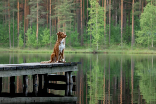 Psa na dřevěném mostě na jezeře. Kačer Nova Scotia v přírodě — Stock fotografie