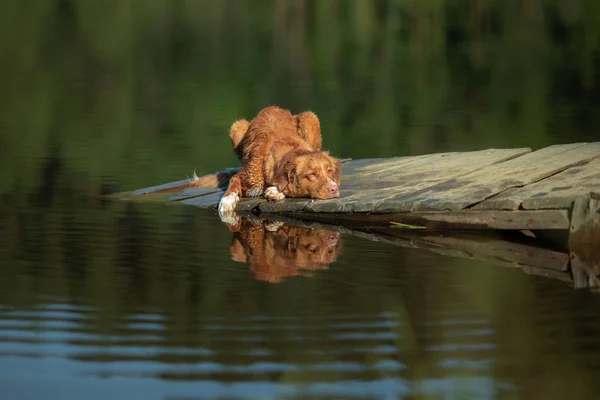 Dog on a wooden bridge on the lake. Nova Scotia Duck Tolling Retriever in nature — Stock Photo, Image