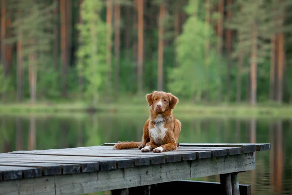 Pies na drewnianym moście nad jeziorem. Nowa Szkocja kaczka Tolling Retriever w przyrodzie — Zdjęcie stockowe